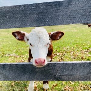 Meet your Posher, Mya